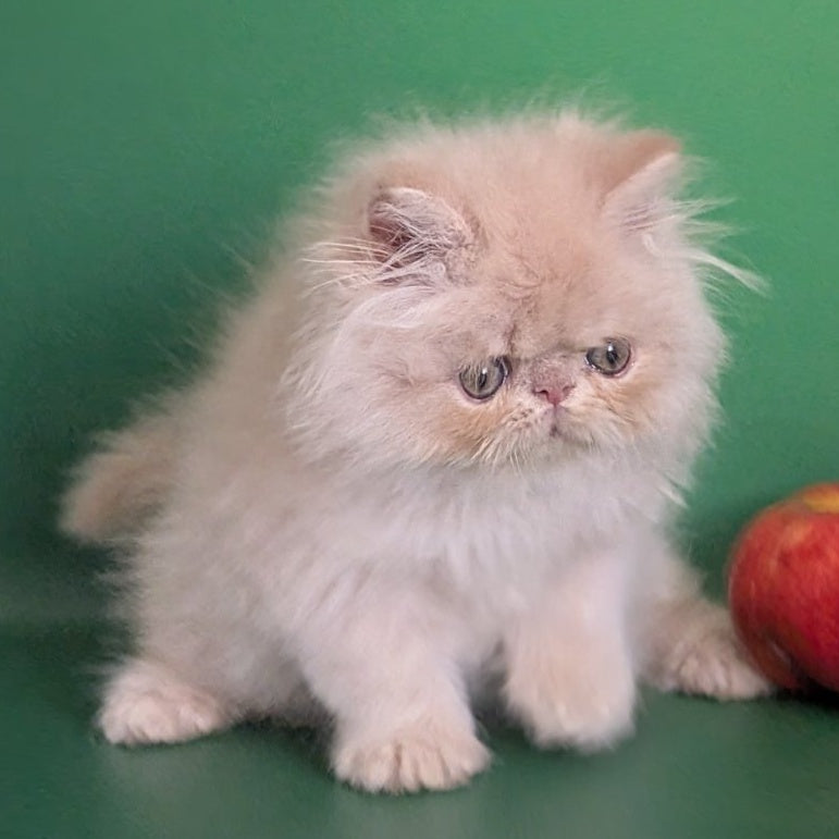 Tom Persian male, cream tabby
