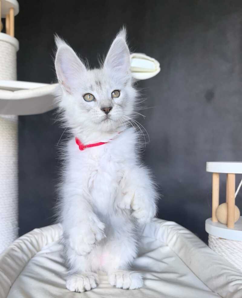 Uslada Maine Coon polydactyl female, black silver tabby