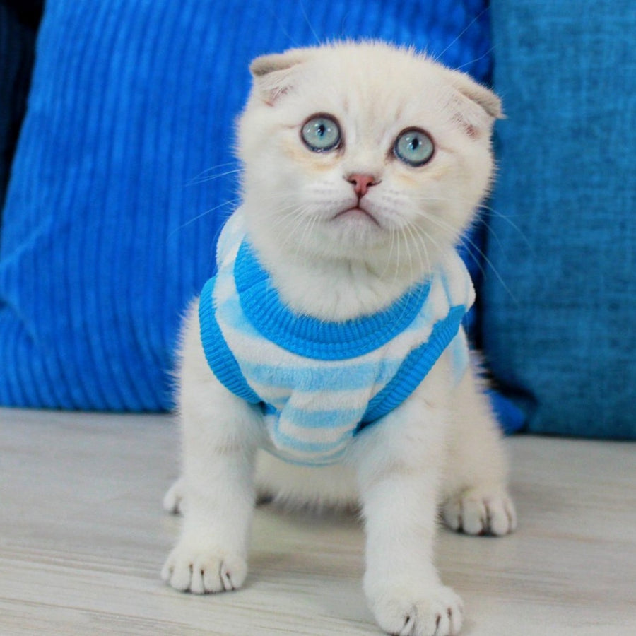 Paris Scottish Fold male, blue golden shaded pointed