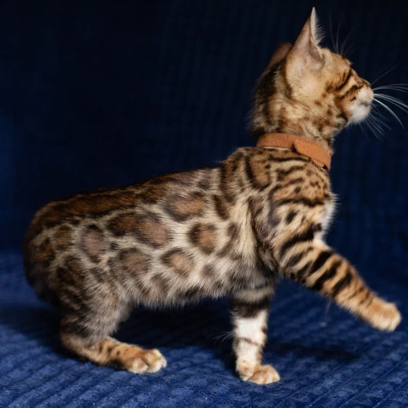 Winston Bengal male, black spotted tabby