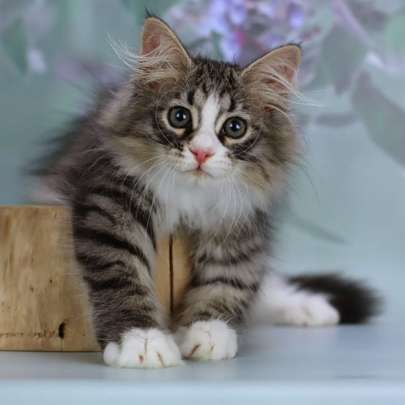 Gelius Siberian male, black with white spotted tabby