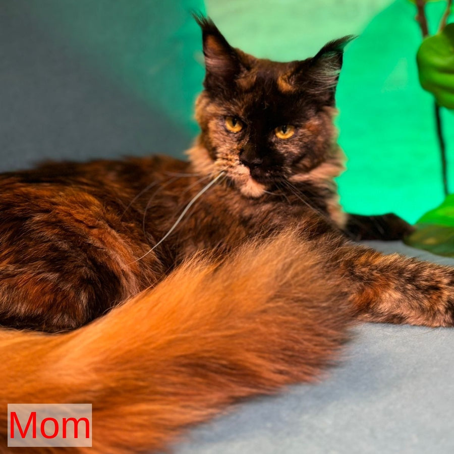 Irvin Maine Coon male, red