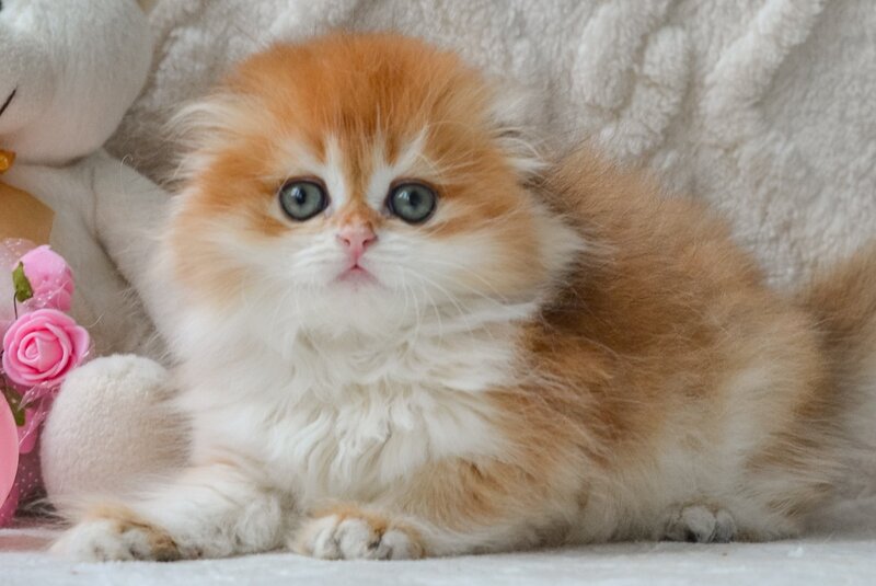 Mariella Scottish Fold female, black golden chinchilla