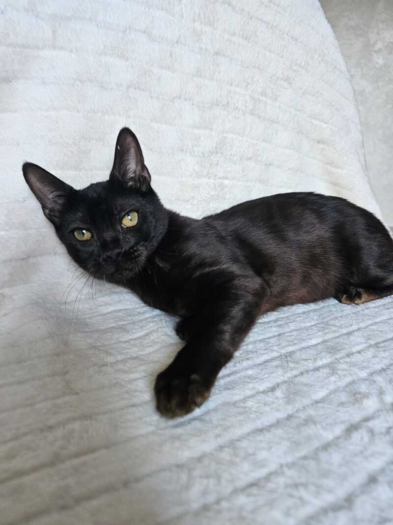 Poker Bengal male, black