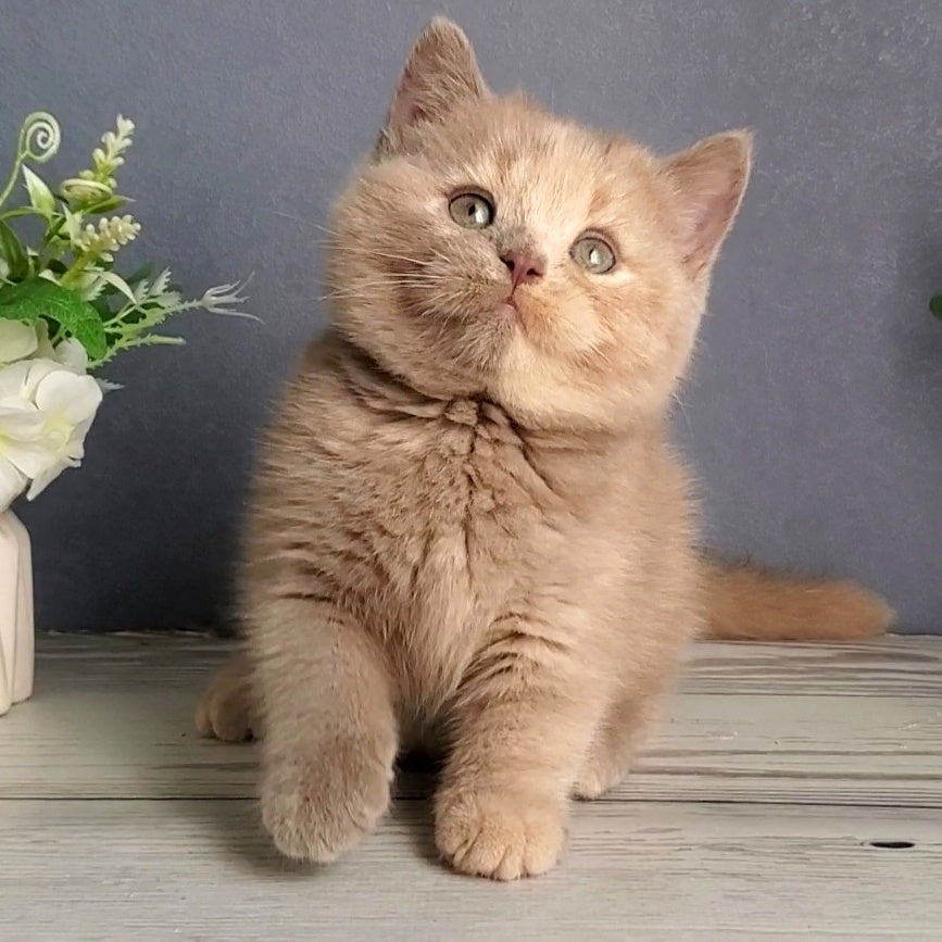 Daisy British Shorthair female, lilac tortie