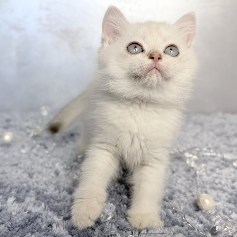 Jordan Scottish Straight female, blue golden shaded pointed