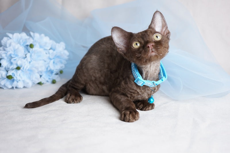 Makar Devon Rex male chocolate - live animals