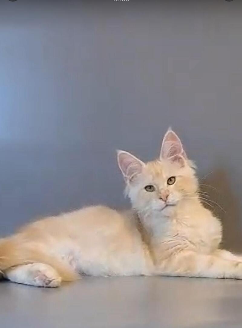 Gordon Maine Coon male, red silver tabby