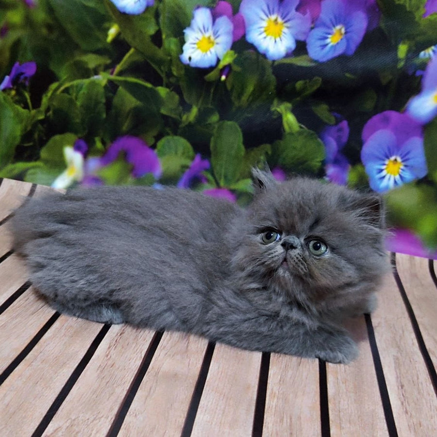 Sensey Persian male, blue