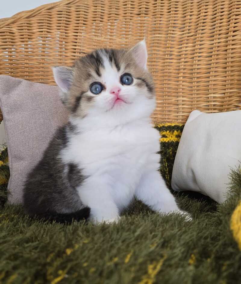 Olimpya Scottish Straight female black ticked tabby bicolour - live animals