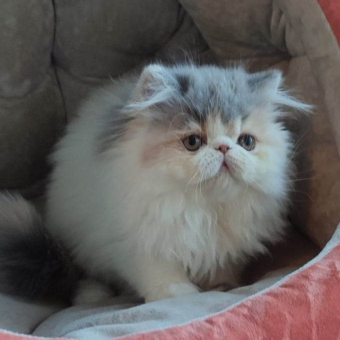 Chamomile Persian female, blue tortie bicolour