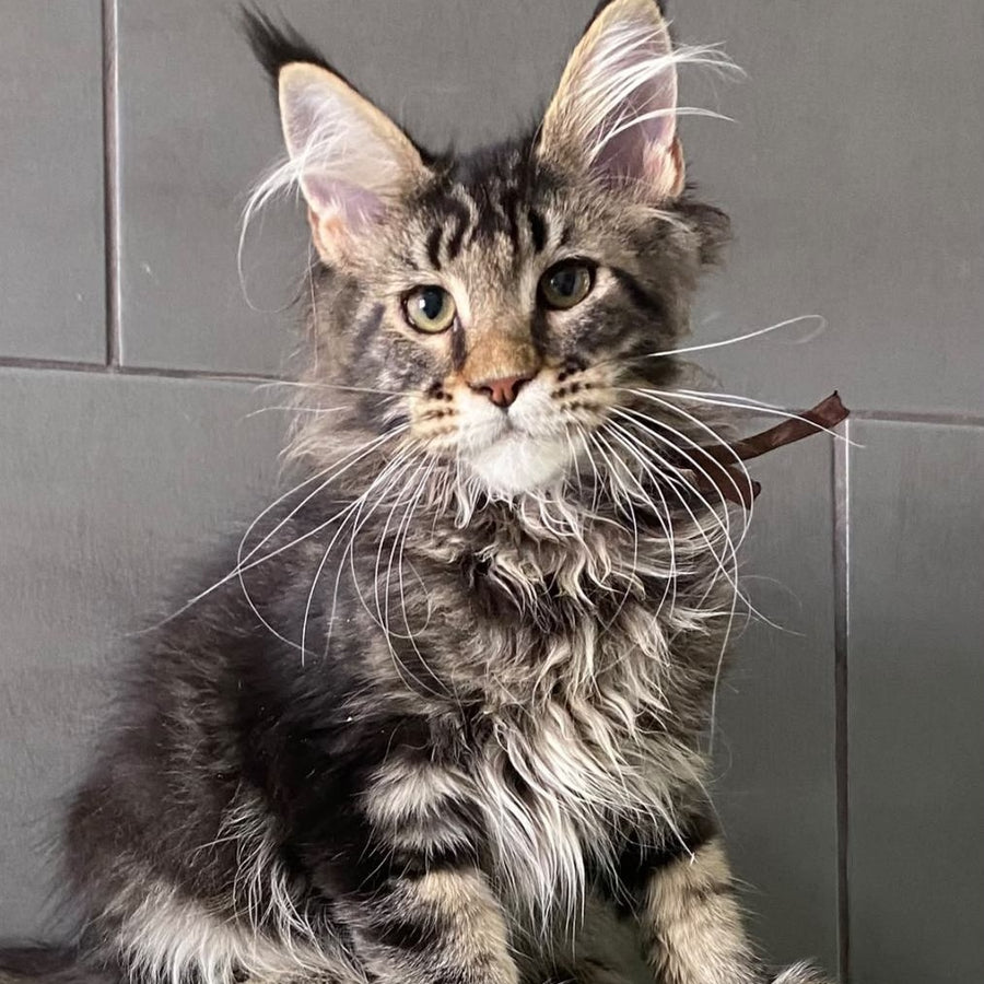 Albasatin Maine Coon male, black tabby