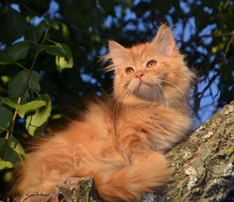 Labubu Maine Coon female, red tabby bicolour