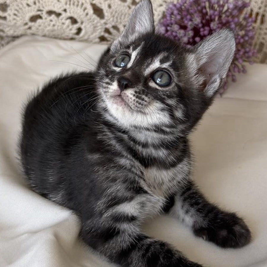 Chopard Bengal male, black silver spotted tabby