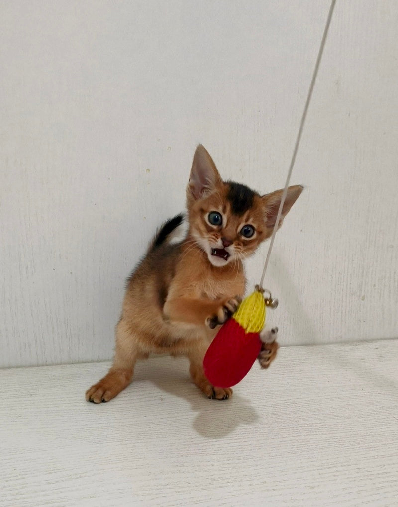 Griffin Abyssinian male ruddy - live animals