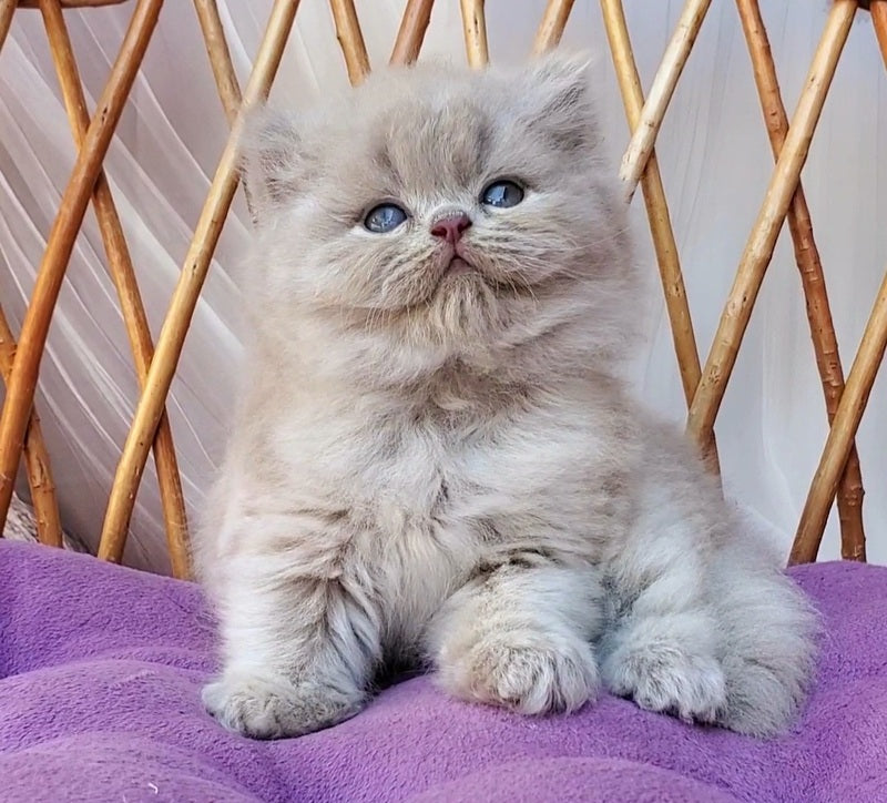 Wilda British Longhair female, blue golden ticked tabby