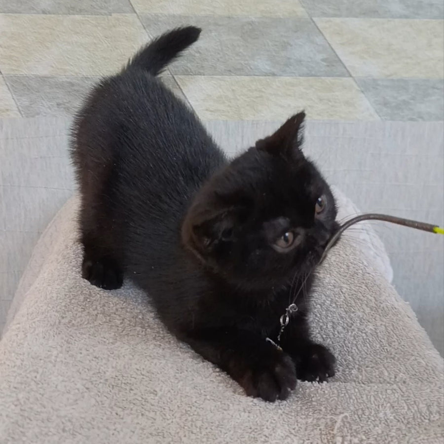 Linda British Shorthair female, black