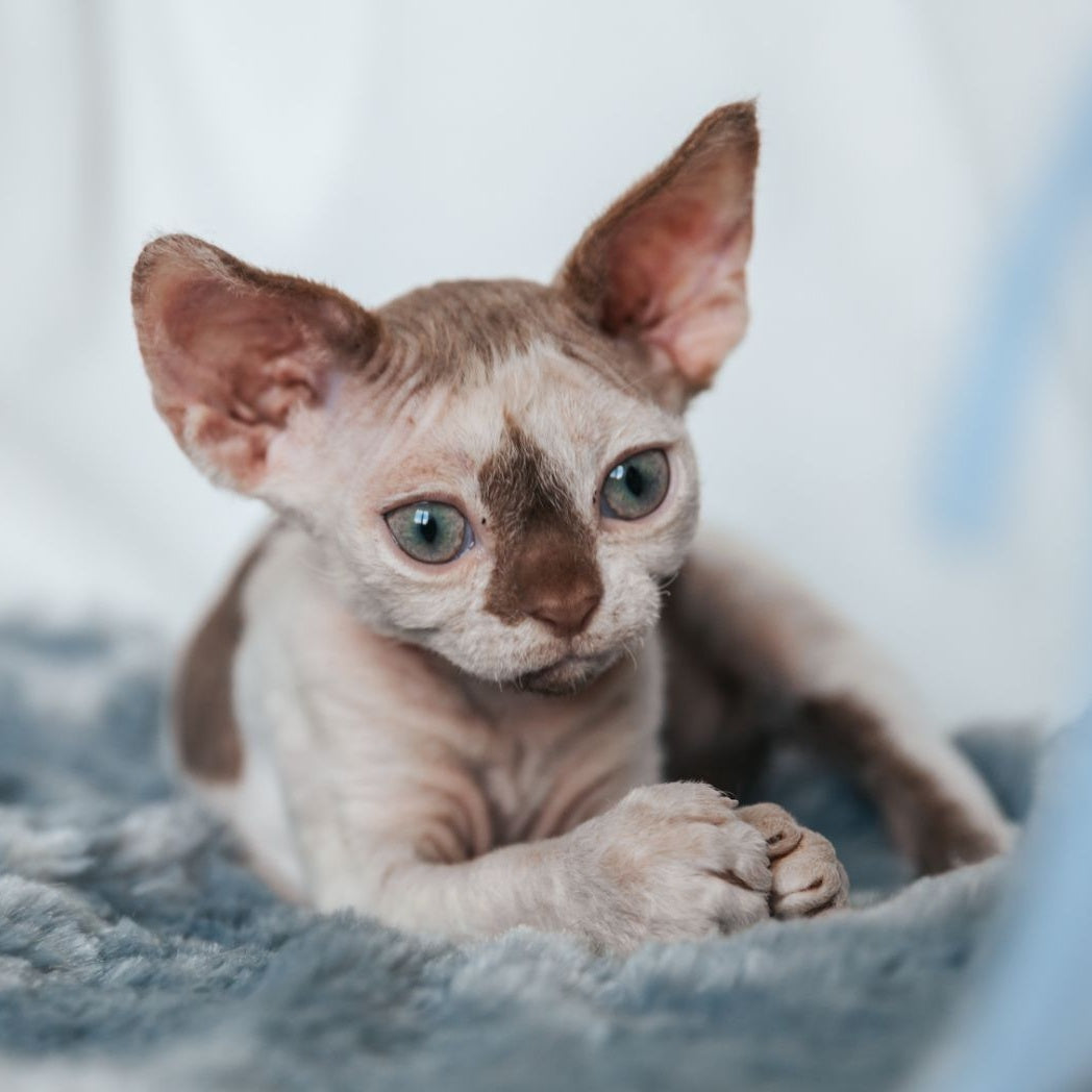 Yoda Devon Rex male, cinnamon harlequin