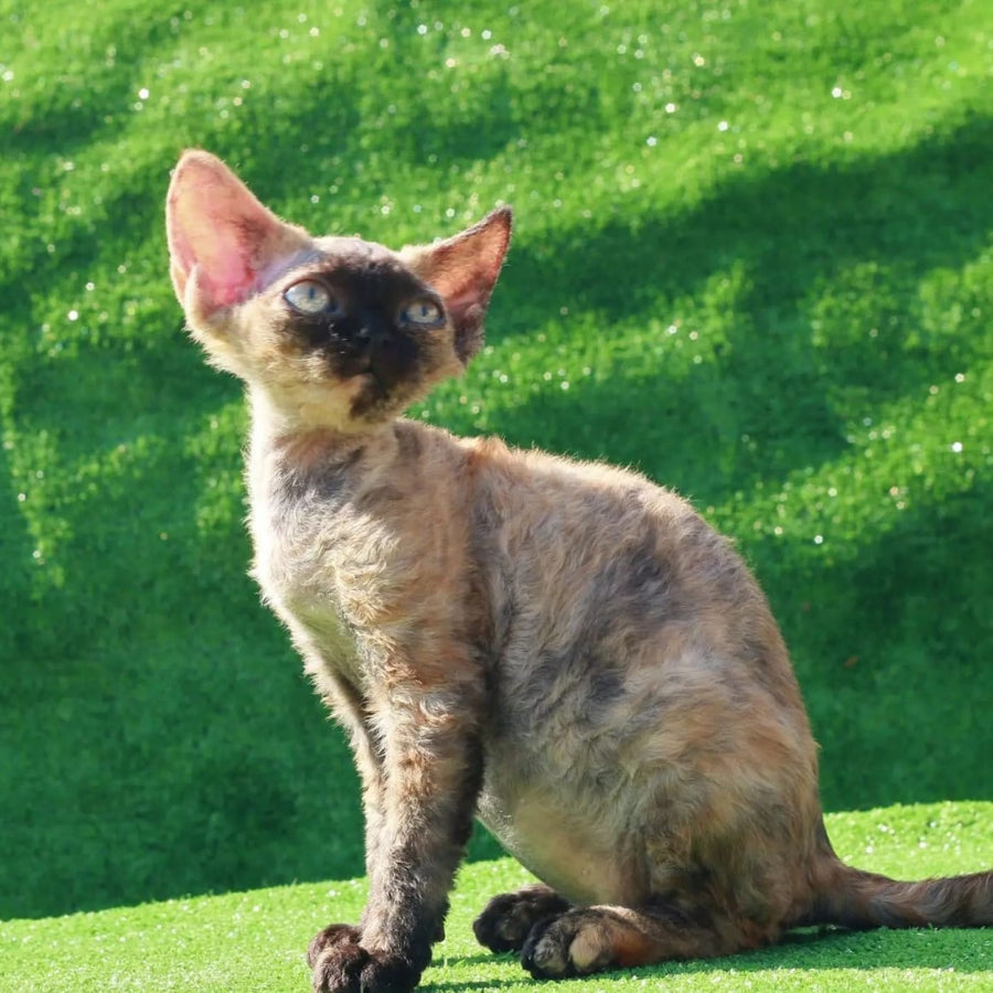 Akura Devon Rex female, black tortie pointed