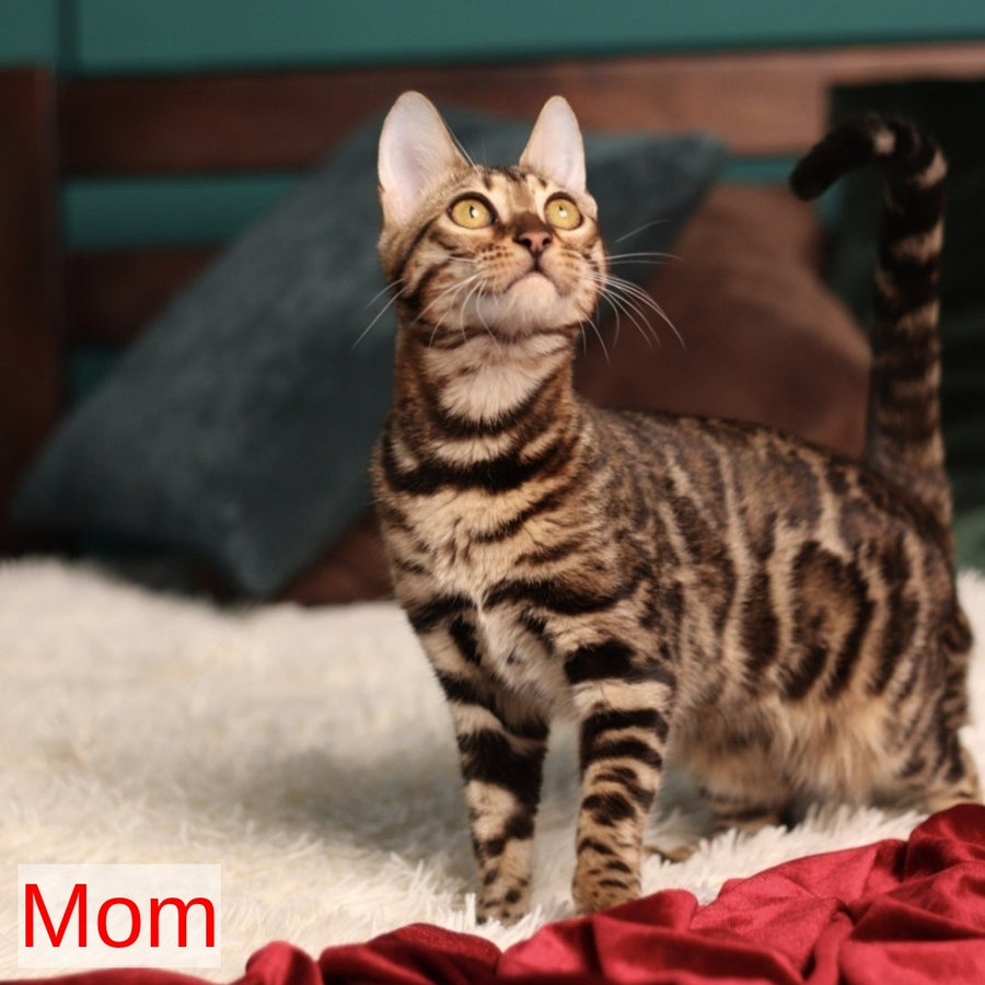 Walter Bengal male, black spotted tabby pointed