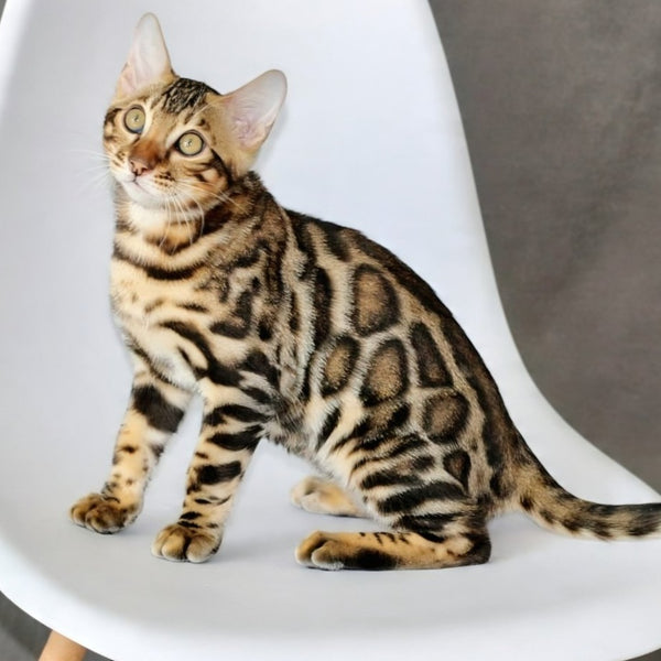 Romeo Bengal male, black spotted tabby