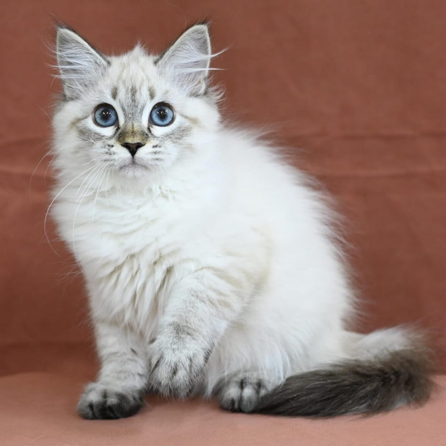 Kurt Siberian male, seal tabby pointed