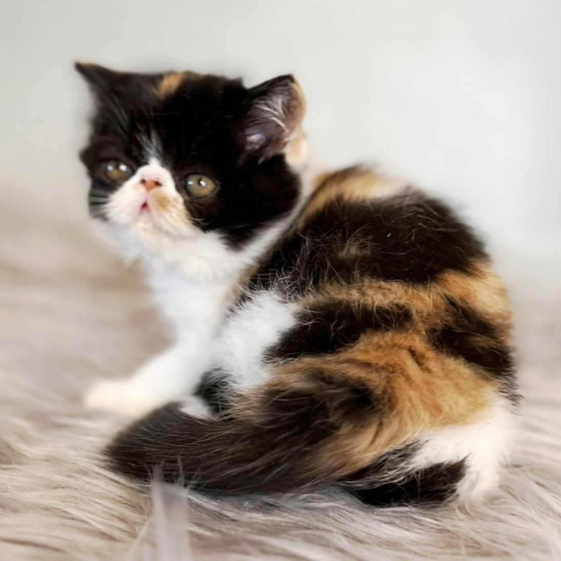 Coco Exotic female, black tortie bicolour