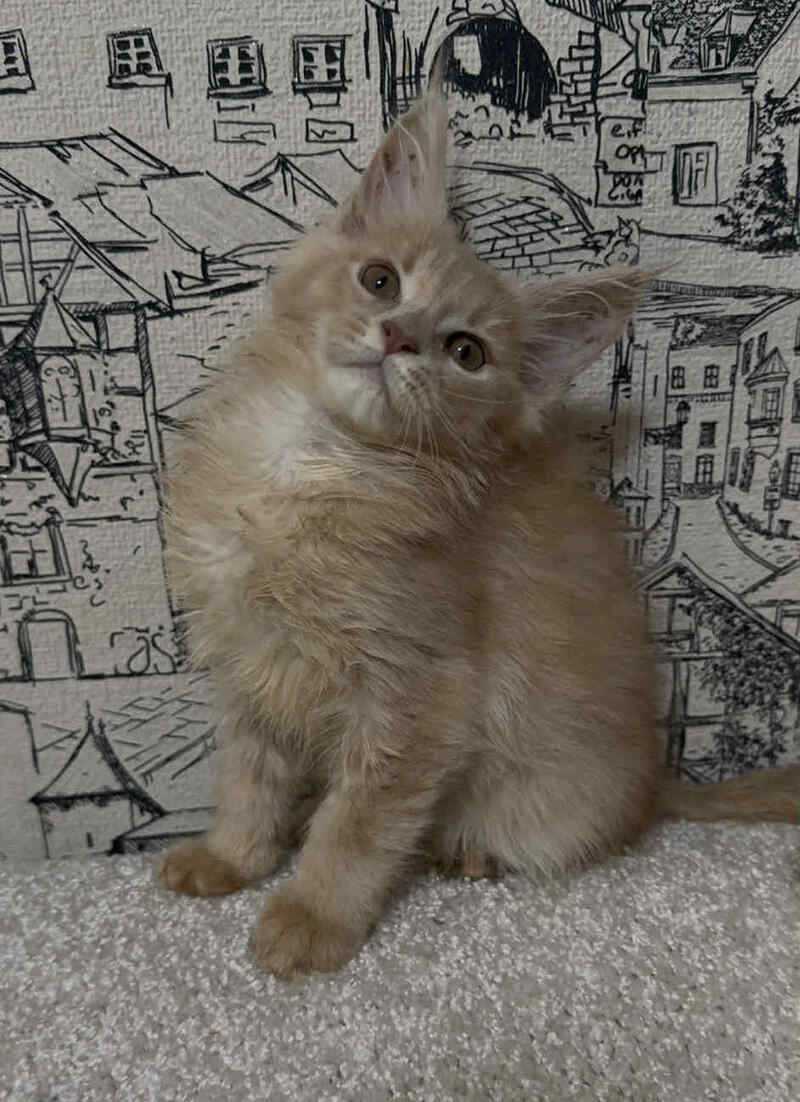 Fiesta Maine Coon female, cream