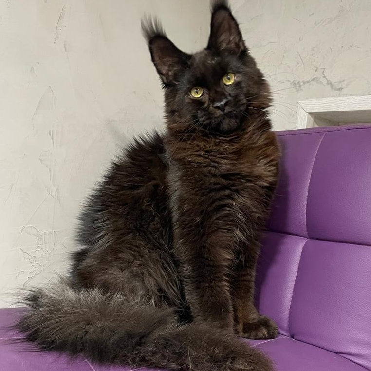 Petrovich Maine Coon male, black