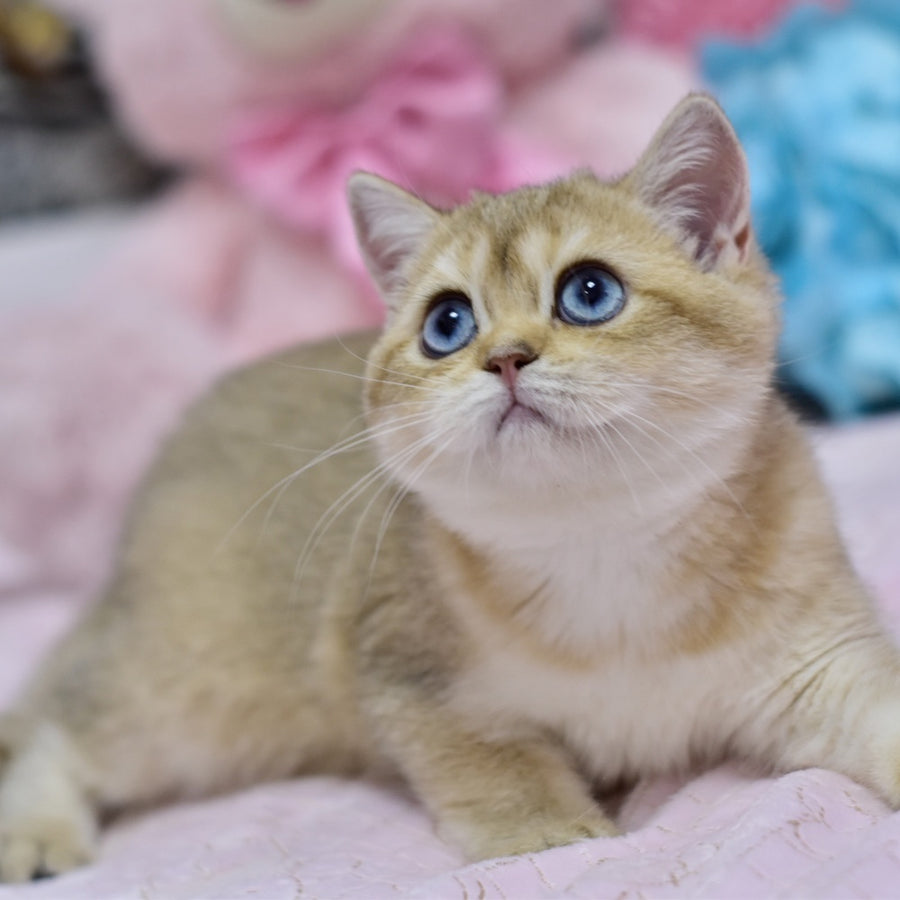 Infinity British Shorthair female, black golden shaded