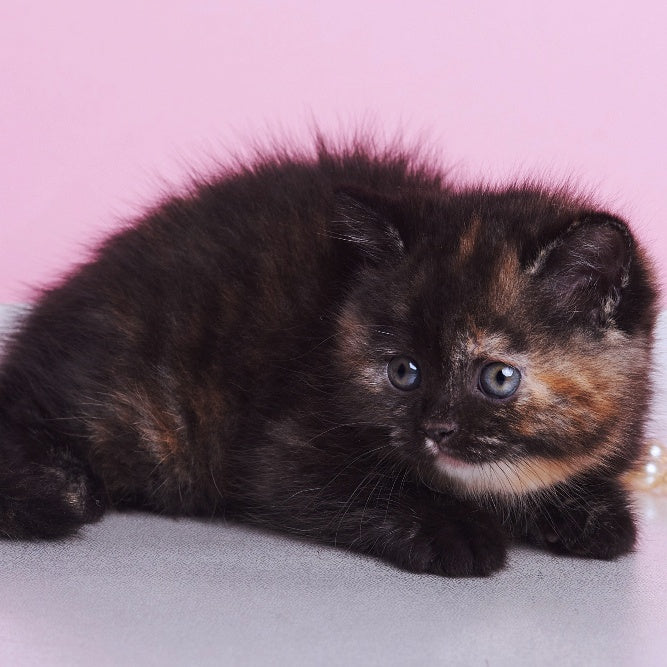 Africa British Shorthair female, black tortie