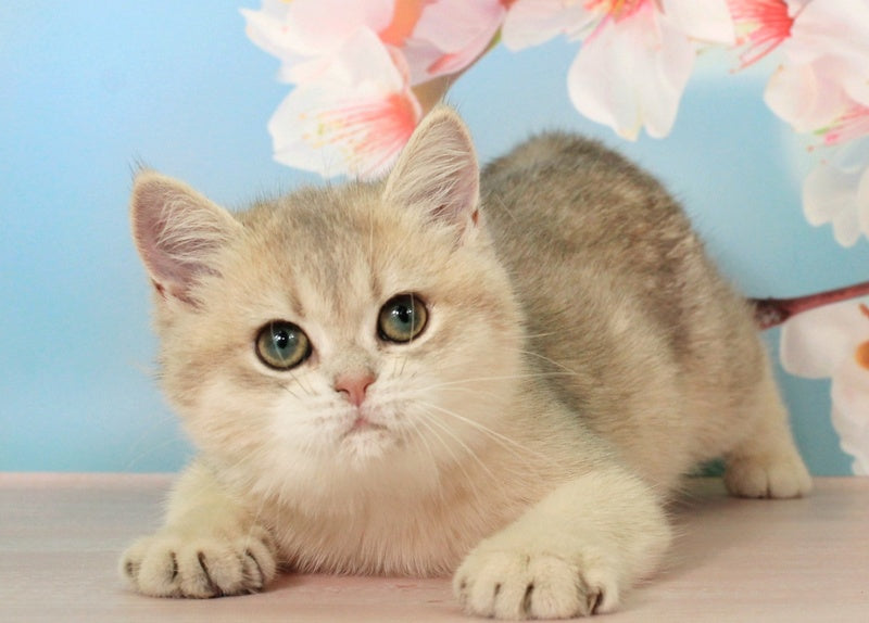 Princess British Shorthair female blue golden shaded - live animals