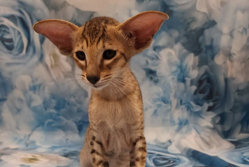 Pollyanna Oriental Shorthair female, black tortie spotted tabby
