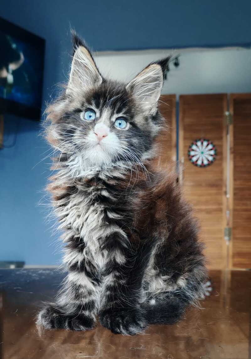 Pandora Maine Coon polydactyl female, black tabby with white