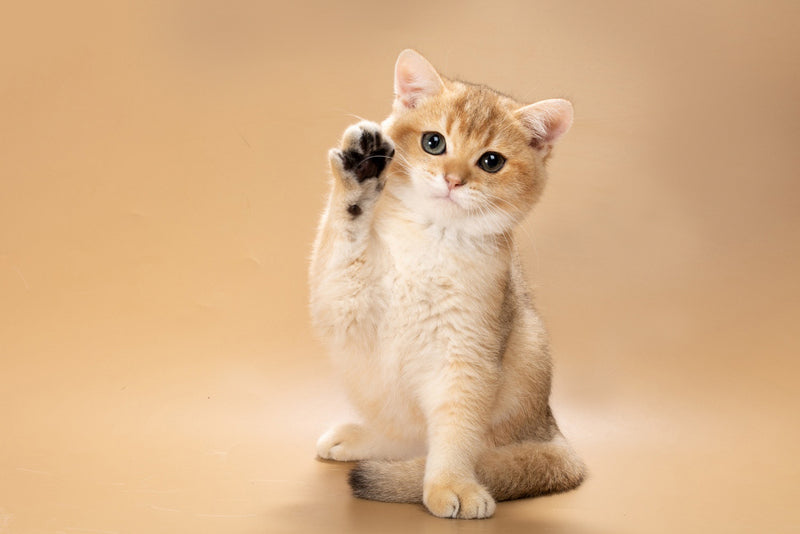 Simon British Shorthair male, black golden shaded