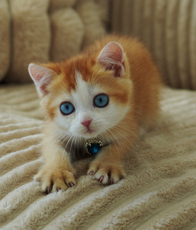 Quest Scottish Fold male, chocolate golden chinchilla with white