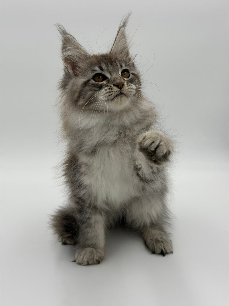 Katu Maine Coon male black silver tabby - live animals