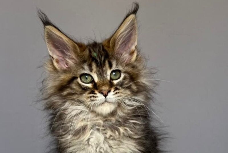 Flint Maine Coon male, black tabby