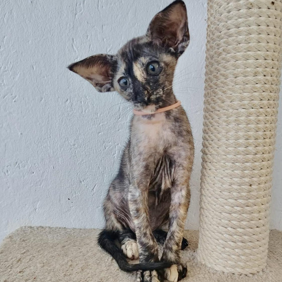 Baby Oriental Shorthair female, black tortie