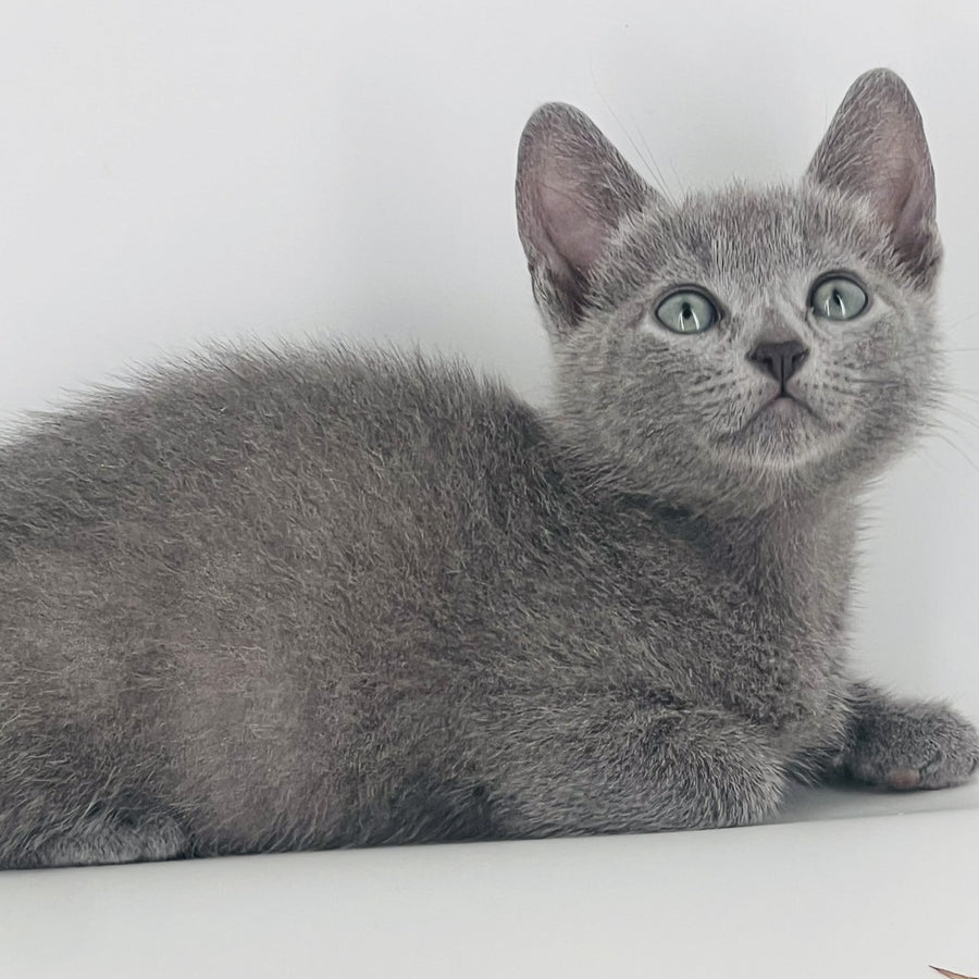 Aster Russian Blue male, blue