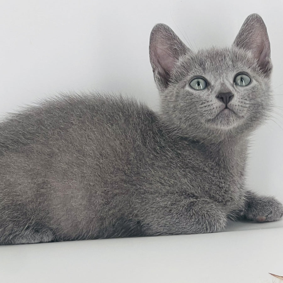 Aster Russian Blue male, blue