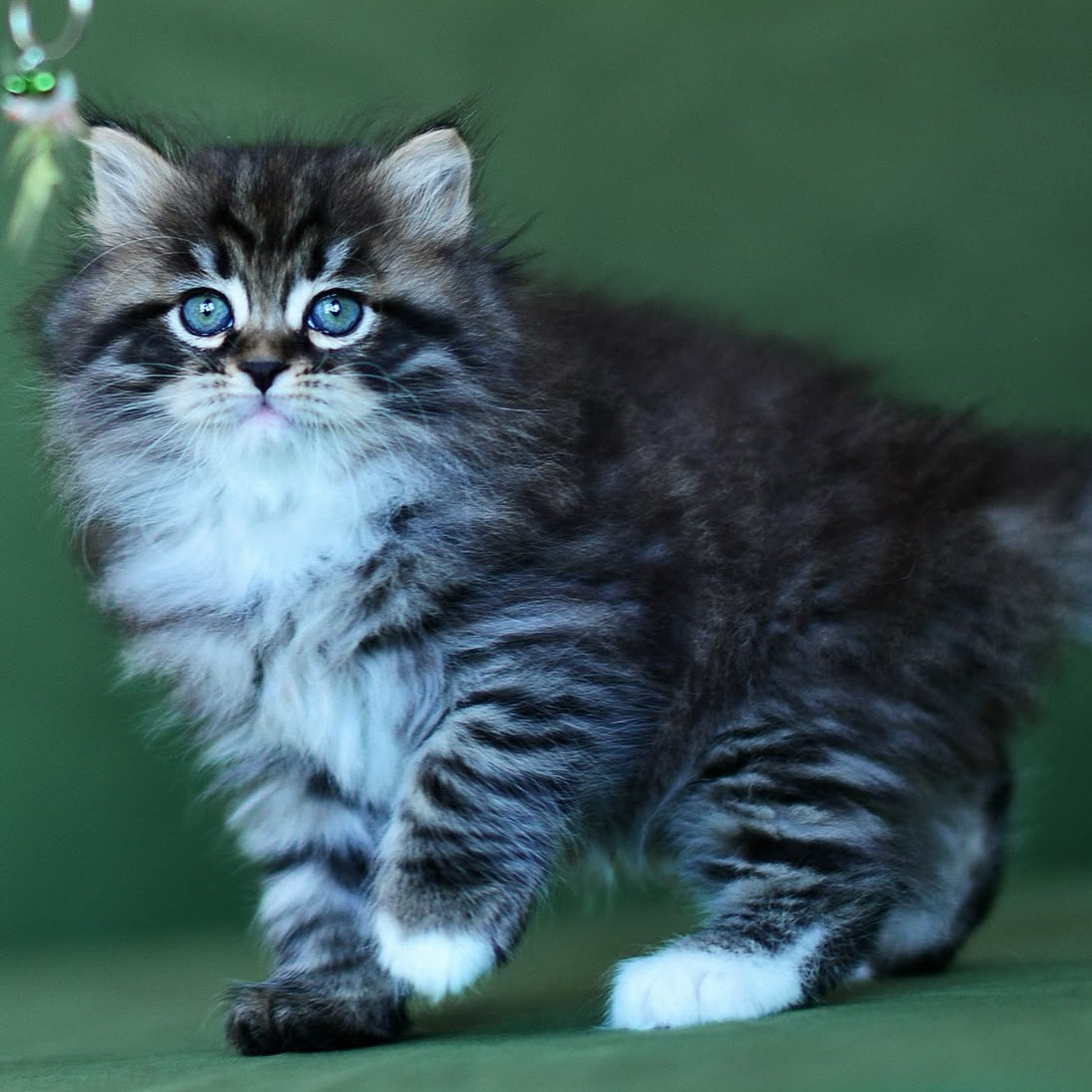 Taisiya Siberian female, black spotted tabby with white