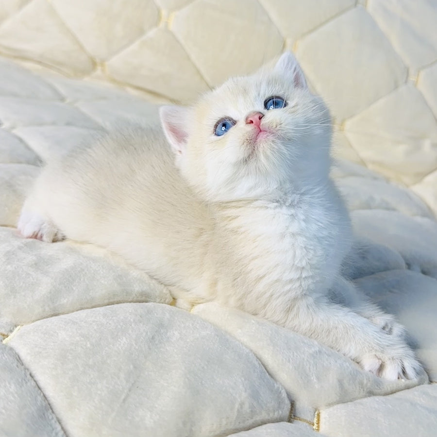 Fistashka British Shorthair female, blue golden shaded