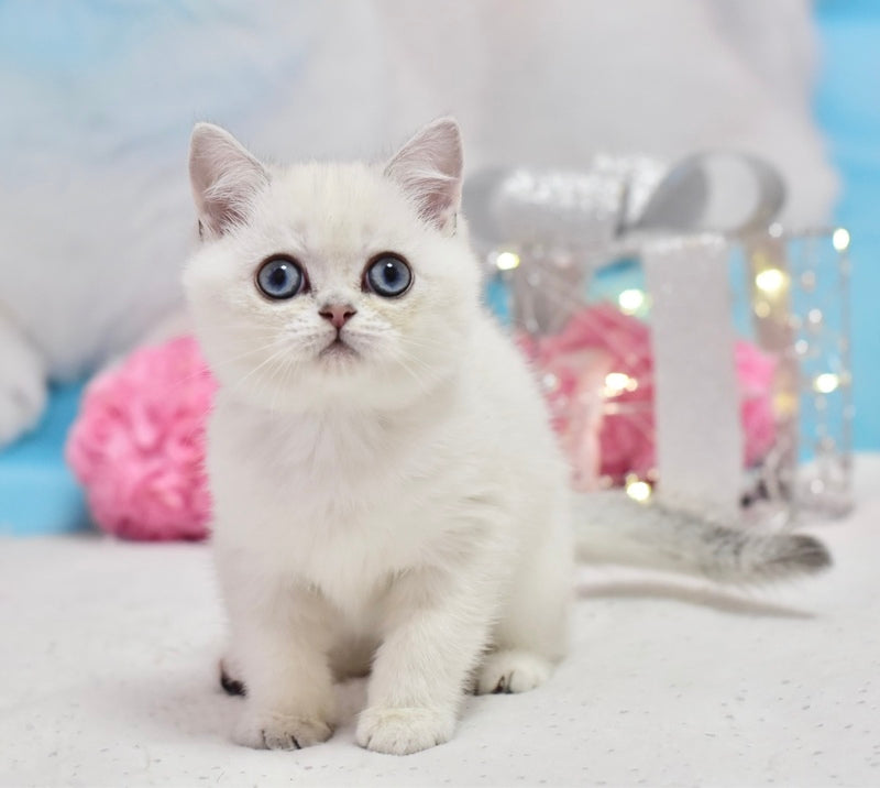 Dior British Shorthair male, black silver shaded pointed