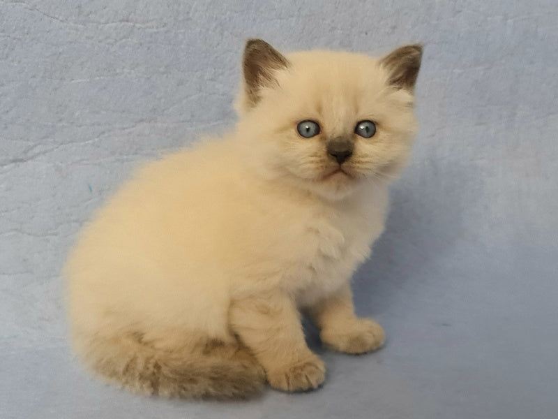 Archie Siberian male black pointed - live animals