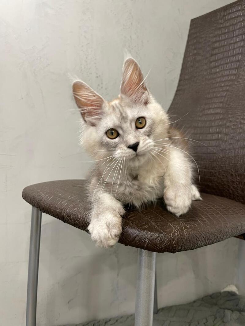 King Maine Coon male, black silver ticked tabby