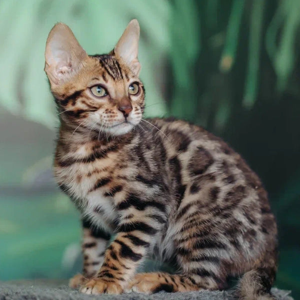 Fazan Bengal male, black spotted tabby