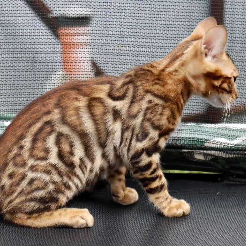 Touluz Bengal male, black spotted tabby