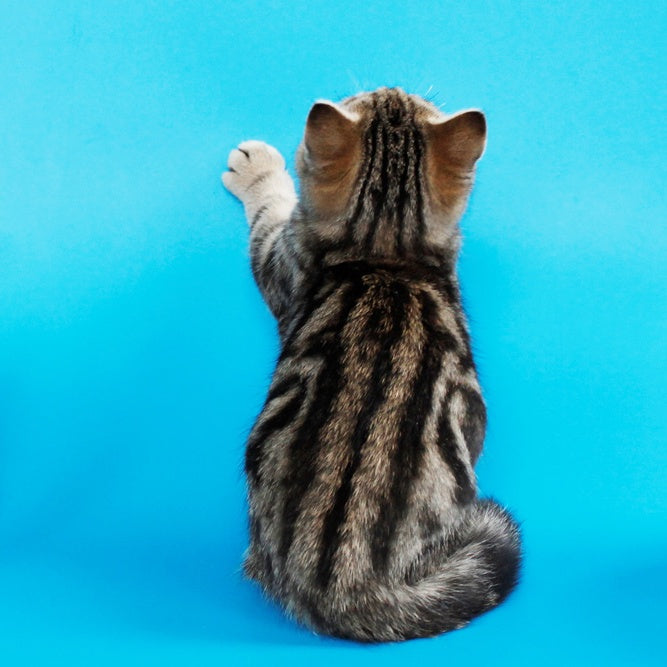 Weiss British Shorthair male, black tabby