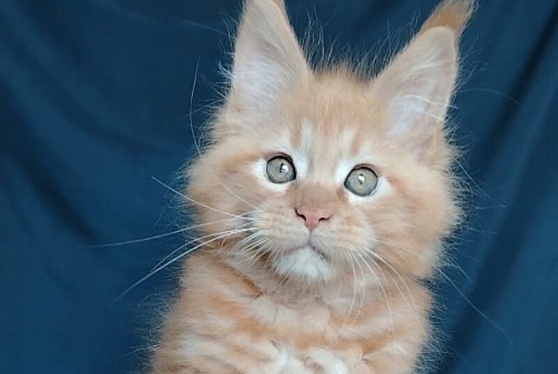 Vivat Maine Coon male, red